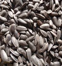 20# BLACK OIL SUNFLOWER SEED