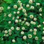 1# WHITE DUTCH CLOVER