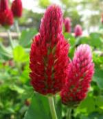 2# CRIMSON CLOVER