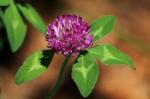 5# MED RED CLOVER