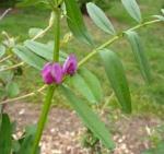 50# COMMON VETCH