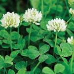 50# NEW ZEALAND WHITE CLOVER