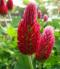 5# CRIMSON CLOVER