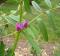 50# COMMON VETCH