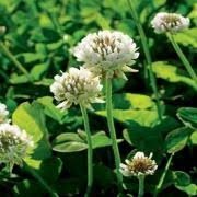 50# WHITE DUTCH CLOVER